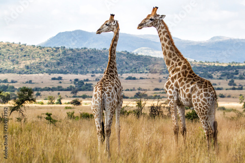 Giraffes in Pilanesberg National Park in South Africa photo