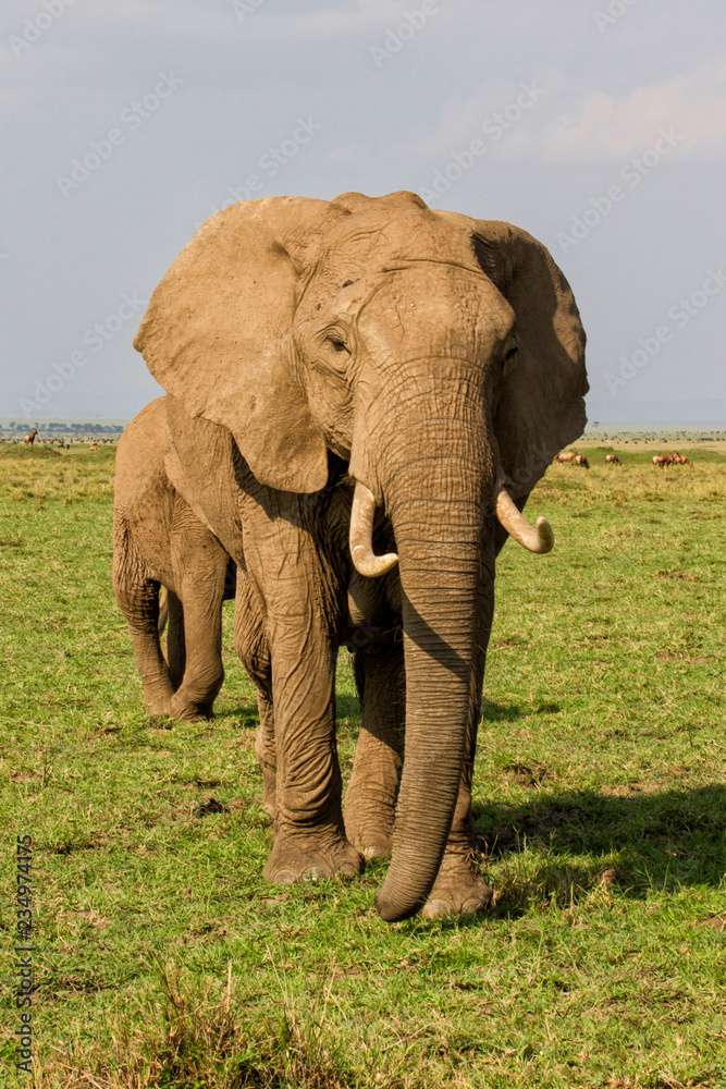 elephant herd in the Masai Mara National Park in Kenya