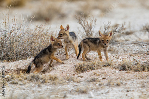 Konstfotografi Three young baby black-baked jackals in Etosha National Park in Namibia
