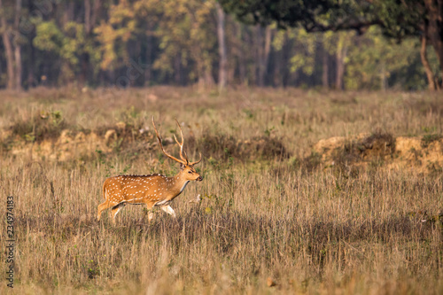 Fototapeta Naklejka Na Ścianę i Meble -  Spotted deer walking in Kanha National Park in India