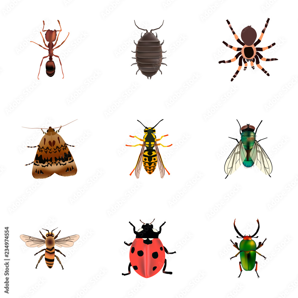 Set of bug realistic symbols with bug, ladybug, moth and other icons ...