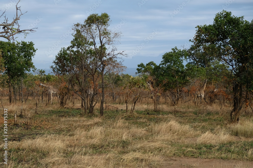 Giraffes hide in the wild thickets Africa Tanzania