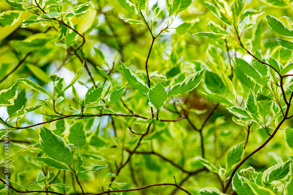 Summer natural background with green tree Summer natural background with green tree