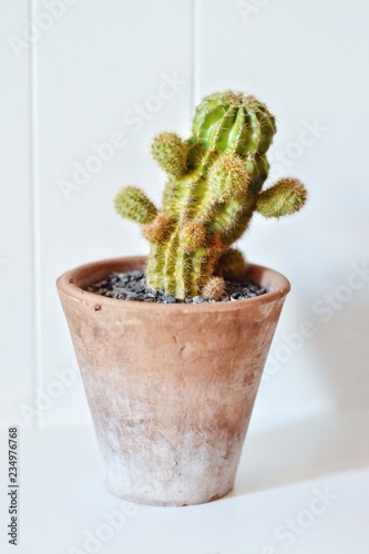 cactus in pot isolated on white