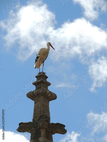 La cigüeña cotilla