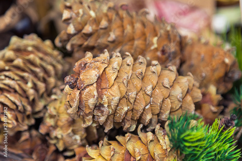 Cones of the Siberian cedar are decorated by a branch with needles