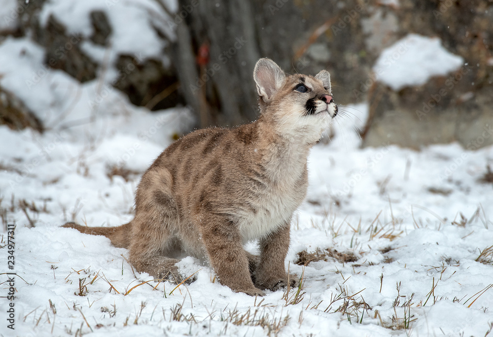 Puma kitten watching snow flakes Stock Photo | Adobe Stock