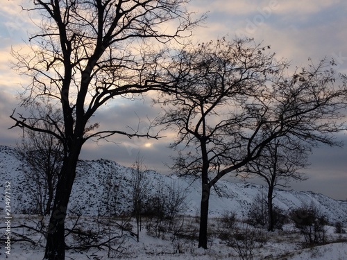 bold trees in winter