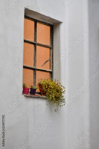 window with flowers