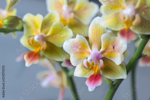 Phalaenopsis hybrid. Beautiful varietal rare orchid. Macro