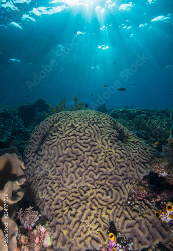Brain coral under sunlight rays