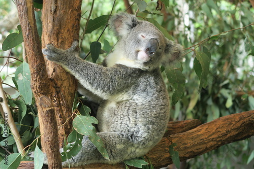 Koala in Australien © Claudia