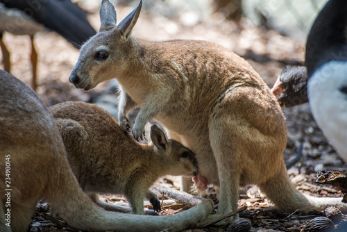 mother and baby kangaroo