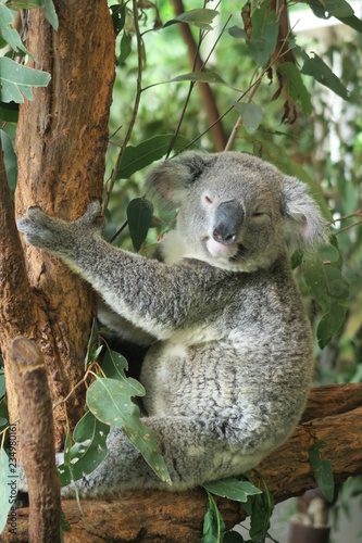 Fototapeta Naklejka Na Ścianę i Meble -  Koala in Australien