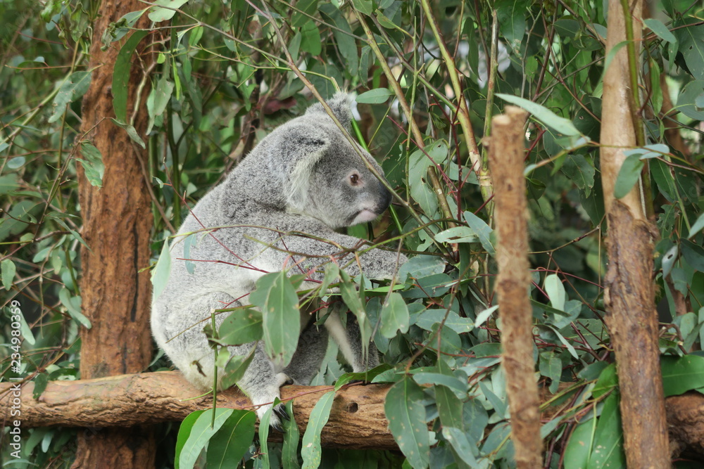 Obraz premium Koala in Australien