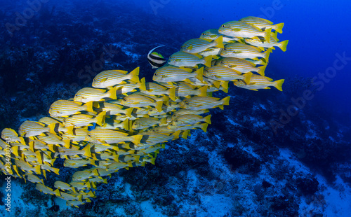 Photography School of sweetlips underwater