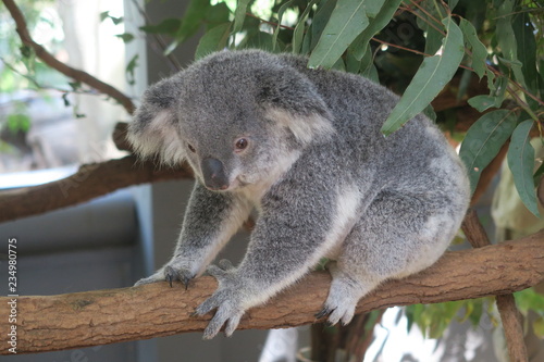 Koala in Australien