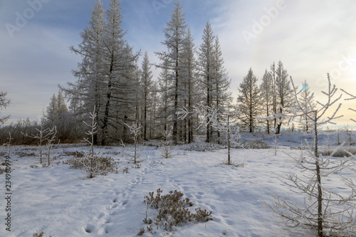 Beautiful winter landscape, frost on the branches of trees, the first snow,