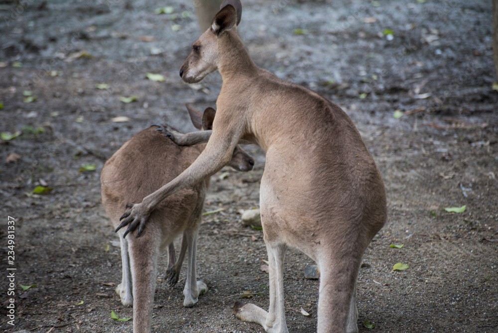 Kangaroo Couple Kangaroo Couple