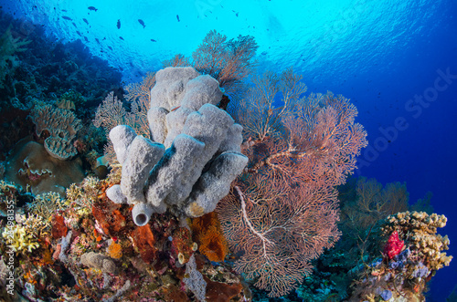 Fototapeta Naklejka Na Ścianę i Meble -  Busy, healthy reef