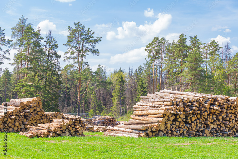 Preparation of timber. The cut-down trunks of ship pines lie accurately put on a glade at the wood in the summer in sunny dry weather. The forest and the blue sky on a background
