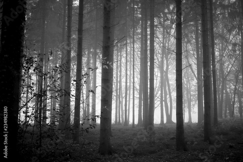nebel