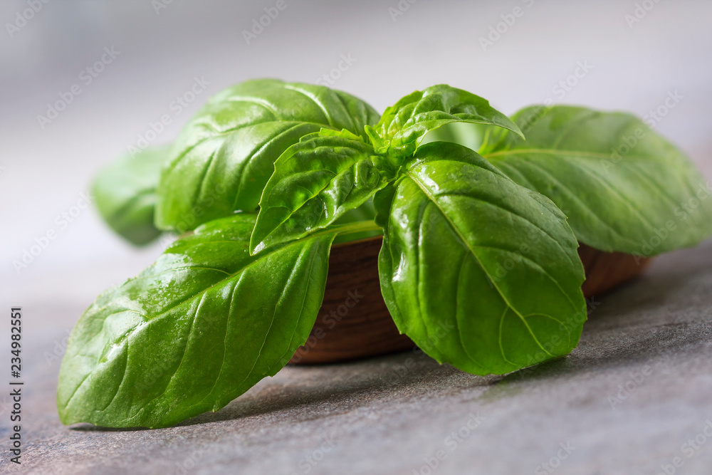 Basil. Fresh green leaves of organic basil close-up. Healthy eating. Basil. Fresh green leaves of organic basil close-up. Healthy eating.