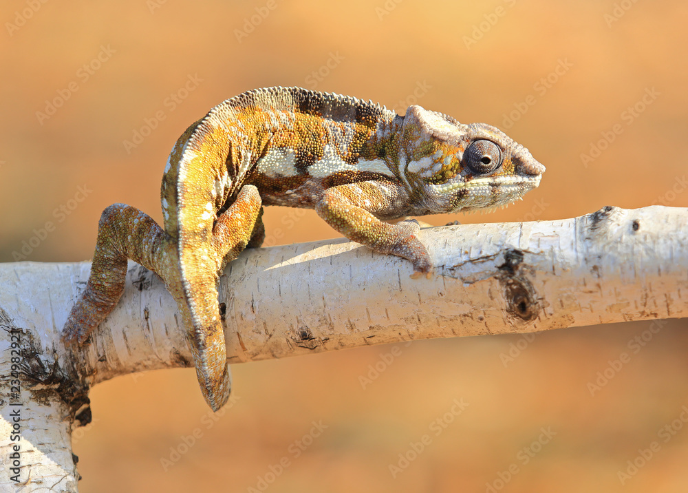 Fototapeta premium Resting leguan lizard outdoor 