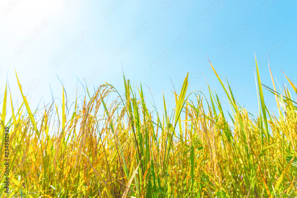 Fototapeta premium Ear of rice in paddy rice field with blue sky and sunlight.