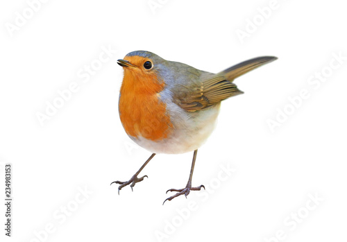 Robin (Erithacus rubecula) isolated on white background