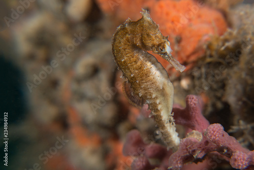 Seahorse on coral