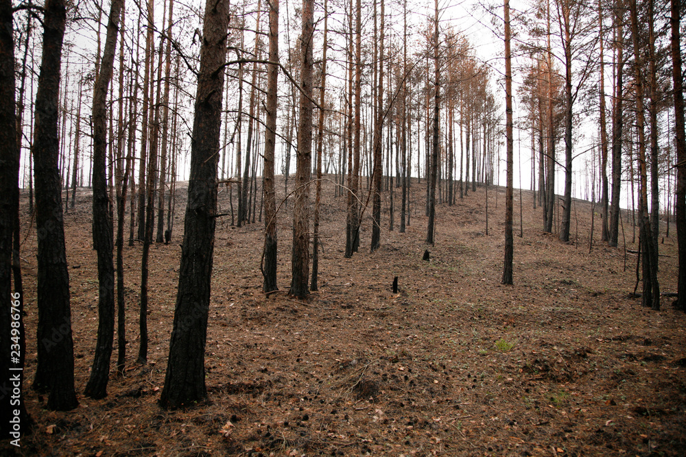 Fototapeta premium Nordic Scandinavian pine tree forest few years aftes wildfire.