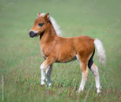 Fotografi Miniature foal on green field.