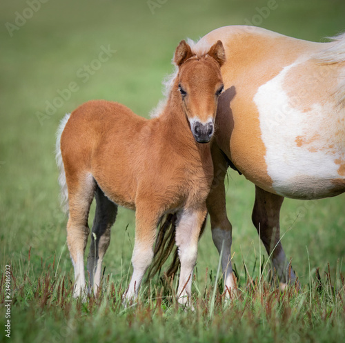 Foal with his mare on green field.