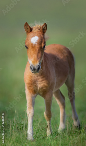 American Miniature Horse. Portrait chestnut foal.