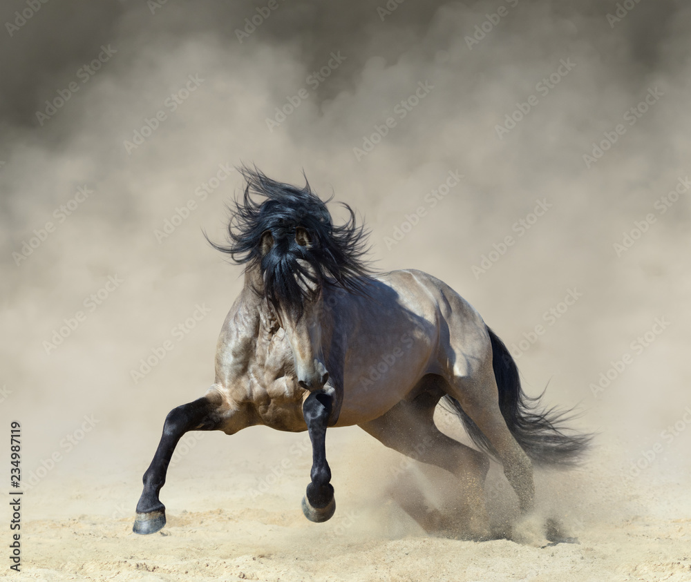 Obraz premium Golden dun Rasowy koń andaluzyjski gra na piasku.