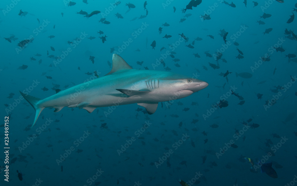 Fototapeta premium Shark in school of fish
