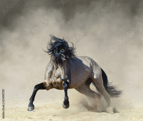 Fototapeta Naklejka Na Ścianę i Meble -  Golden dun Purebred Andalusian horse playing on sand.