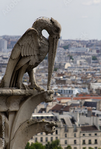 Notre Dame Pelican