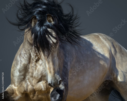 Golden dun Purebred Andalusian horse.