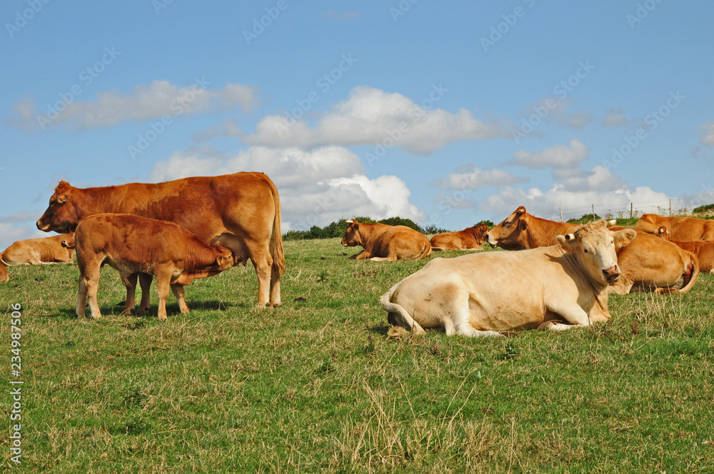 Mucca francese che allatta il vitellino al pascolo in Normandia