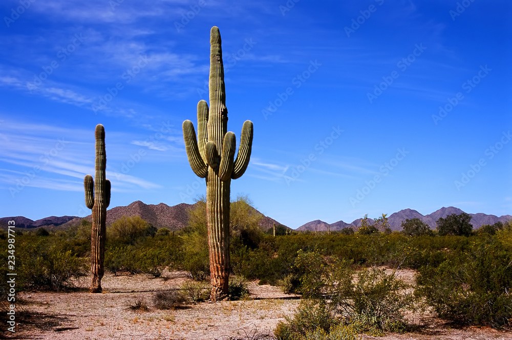 Sonora Desert Arizona