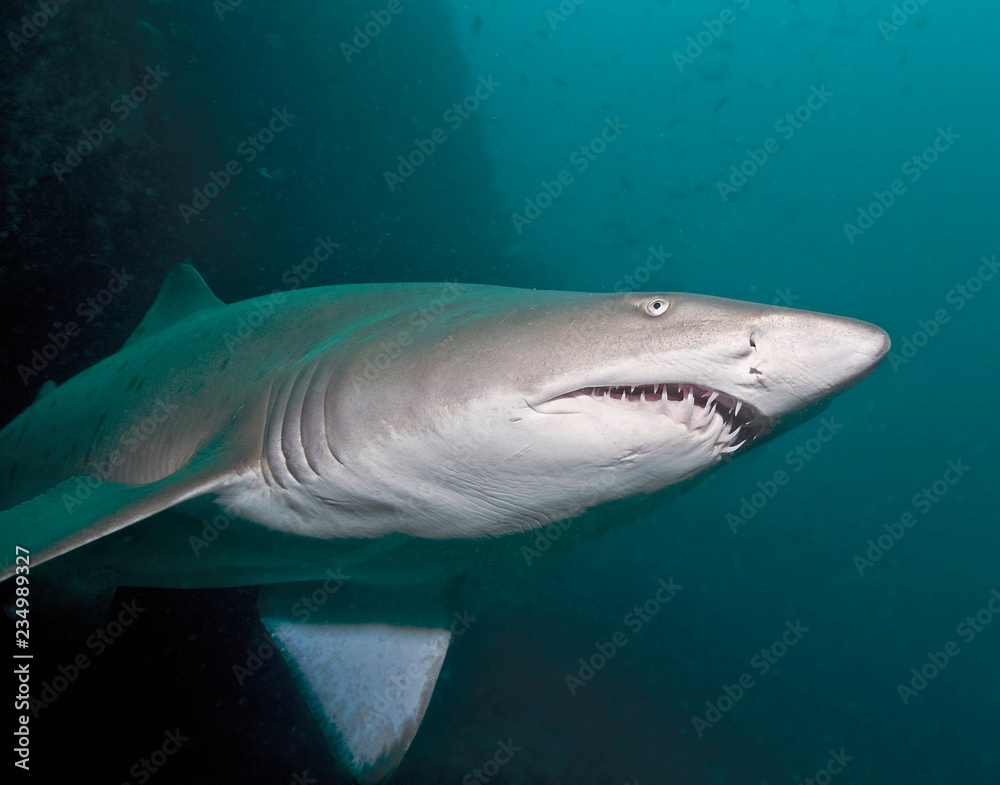 Fototapeta premium Shark with teeth