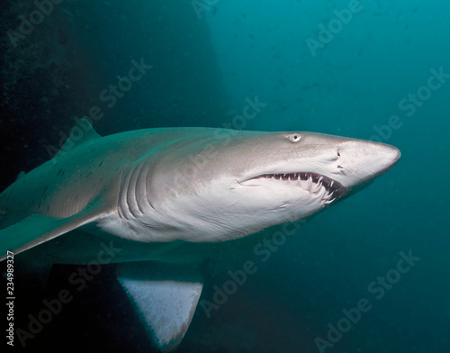 Shark with teeth © The Ocean Agency