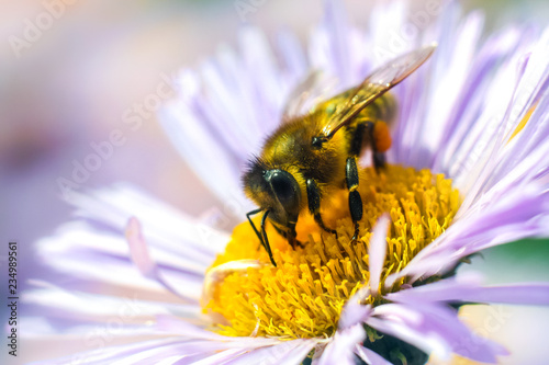 Bee in extreme close up sitting on flower