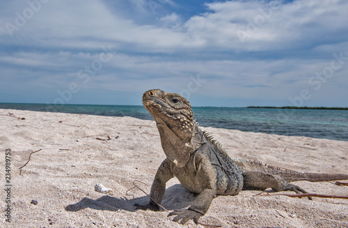 Iguana on beach