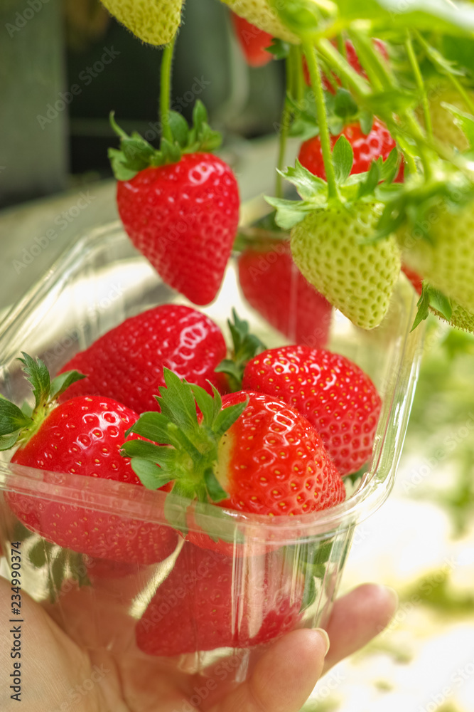 Harvesting of fresh ripe big red strawberry fruit in Dutch greenhouse Harvesting of fresh ripe big red strawberry fruit in Dutch greenhouse