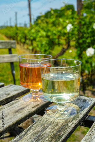 Tasting of white and rose wine made on Dutch winery in North Brabant on vineyard with grapes plants © barmalini