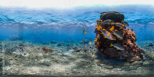 Photography Schooling sweetlips near rock