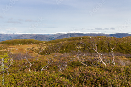 Kahle Sträucher in norwegischer Graslandschaft